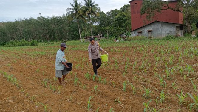 
					Bersama Kelompok Tani, Bhabinkamtibmas Sungai Melayu Rayak Pantau Tumbuh Kembang Tanaman Jagung