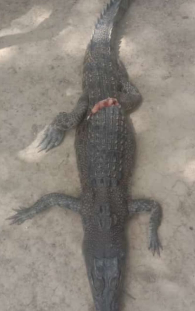 
					Viral,,,,,Mata Taut Pancing Gantung di Makan Buaya di Dusun Suak Pauh Desa Batu Sedau