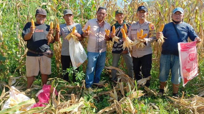 
					Bhabinkamtibmas Desa Sungai Melayu Aipda M Aziz Hadir Giat Panen Jagung Hibrida Bersama Kelompok Tani 