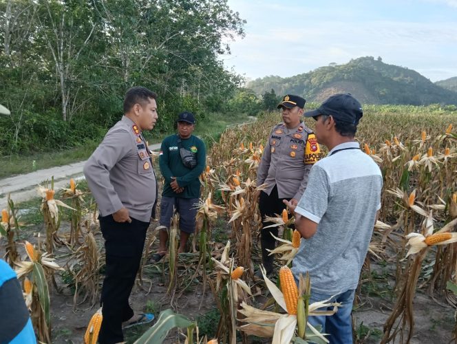 
					Kapolres Ketapang Tinjau Lahan Jagung Hibrida Siap Panen di Kecamatan Nanga Tayap