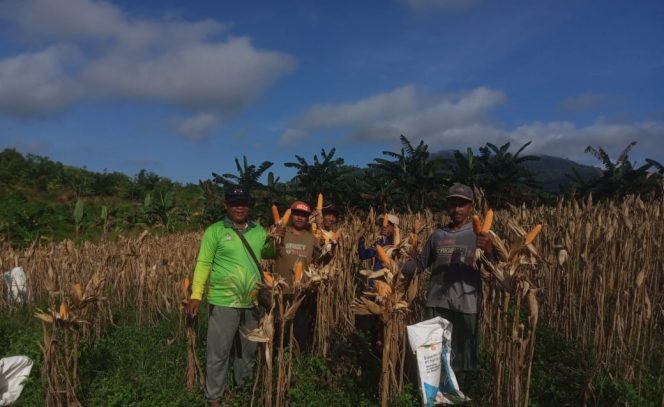 
					Bhabinkamtibmas Polsek Tumbang Titi Panen Jagung Hibrida di Desa Kali Mas Baru