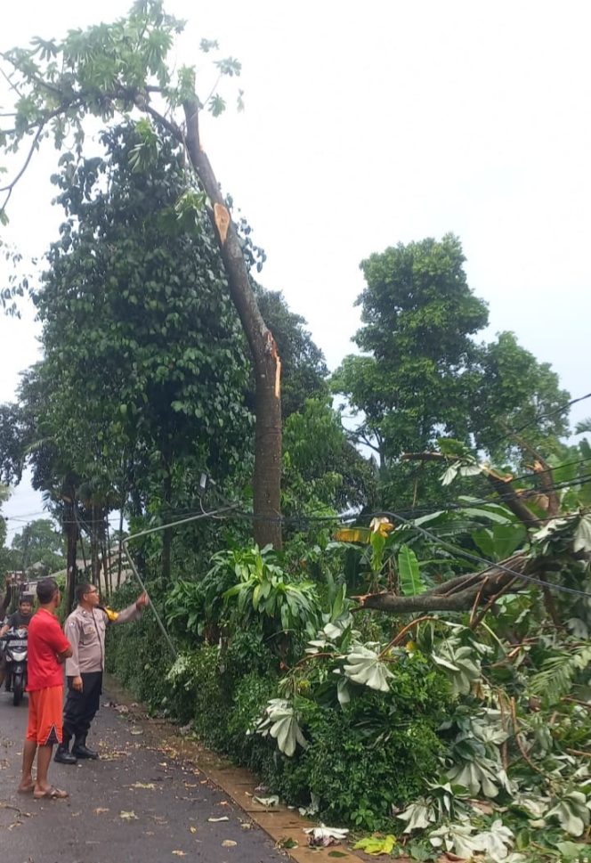 
					Polsek Ciputat Timur Cek Pohon Tumbang di Serua Indah, Pastikan Situasi Aman