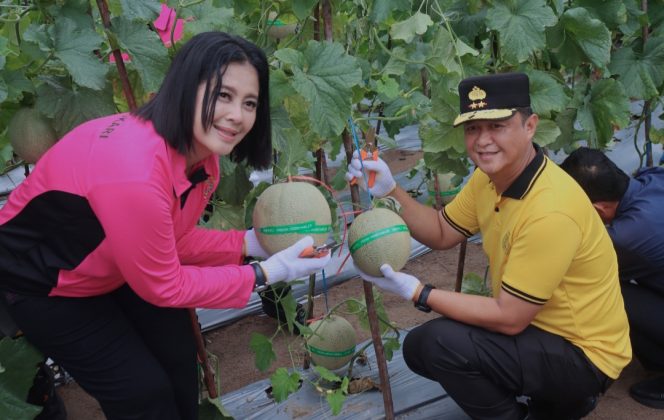 
					Dukung Ketahanan Pangan, Kapolda Kalteng Bersama Bhayangkari Panen Melon Perdana di Lahan Pekarangan Pangan Lestari