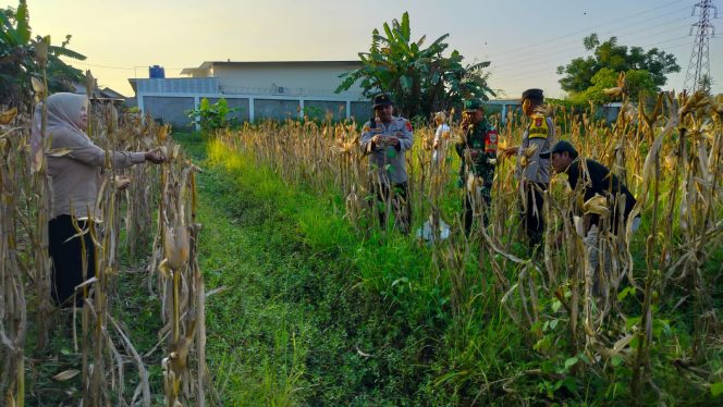 
					Jaga Ketahanan Pangan, Babinsa Koramil Rajeg Bantu Panen Jagung