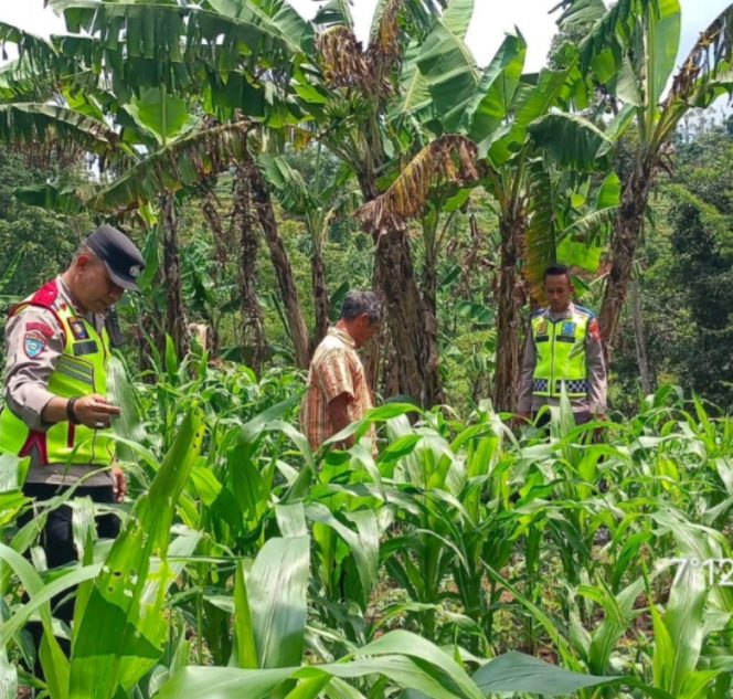 
					Dukung Ketahanan Pangan, Polsek Pasirwangi Pantau Lahan Jagung Binaan di Garut
