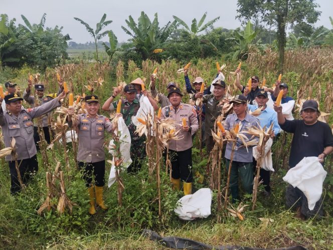 
					Panen 2,8 Ton Jagung di Sukamanah, Bukti Nyata Penguatan Ketahanan Pangan