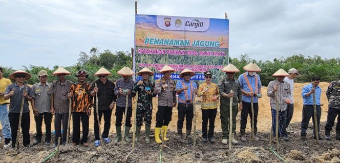 
					Sukseskan Program Ketahanan Pangan, Polsek Manis Mata Bersama Forkopimcam Tanah Jagung Hibrida Di Desa Manis Mata