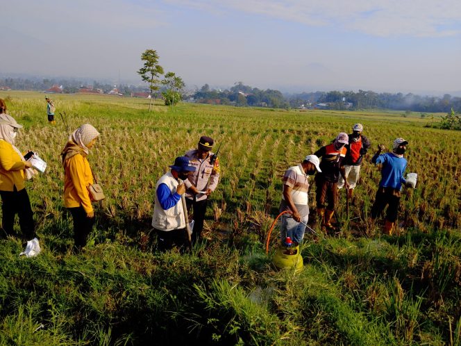 
					Polsek Sukawening Sinergi Petani dan Pemerintah Desa Gelar Gerakan Pengendalian Hama Tikus Demi Selamatkan Lahan Pertanian