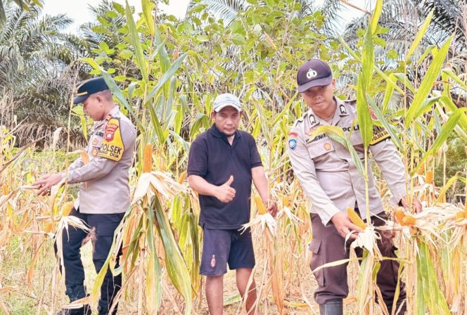 
					Polsek Simpang Dua Laksanakan Pemanenan Jagung Hibrida Milik Poktan Dua Makmur di Desa Semandang Kanan