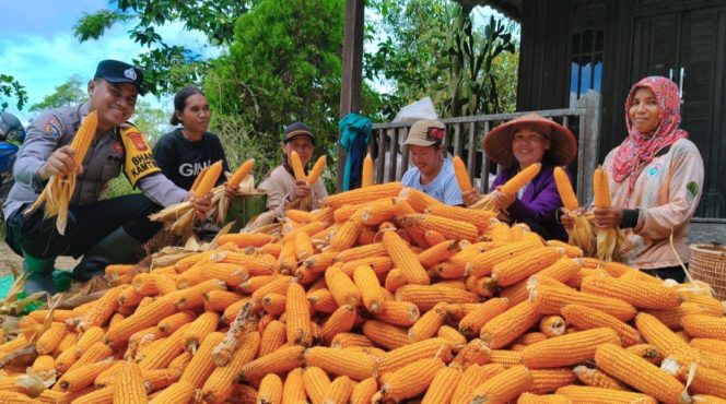 
					Kapolsek Manis Mata Bersama Anggota Laksanakan Panen Jagung Hibrida, Dukung Program Ketahanan Pangan Nasional