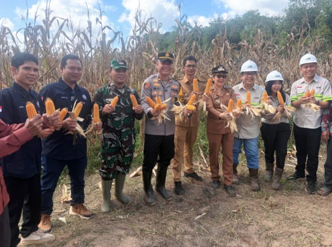 
					Dukung Program Ketahanan Pangan Nasional Polsek Manis Mata Panen Jagung Hibrida BUMDes Ratu Keramat di Desa Ratu Elok