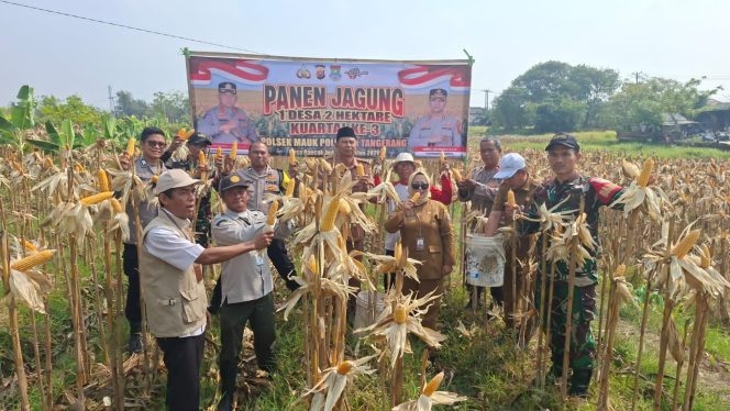 
					Perkuat Ketahanan Pangan, Babinsa Koramil Mauk Panen Raya Jagung Hibrida